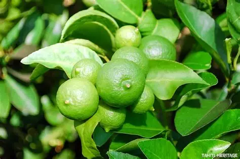 Citron Vert